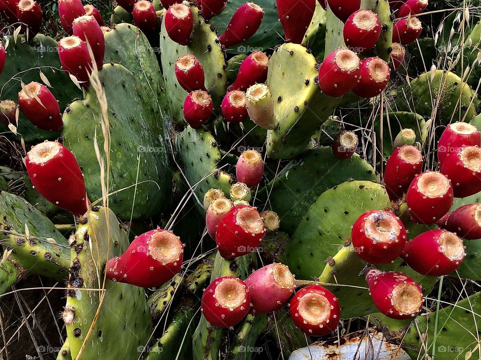 Abundance of Prickly Pear Fruit 