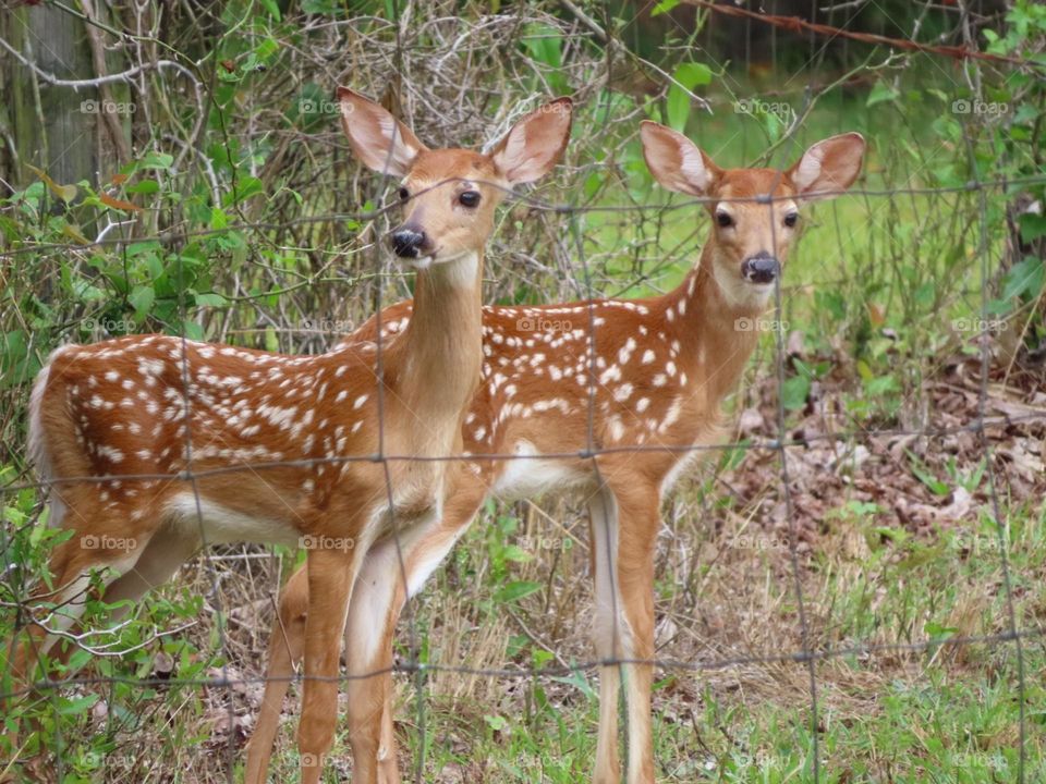 Twin fawns