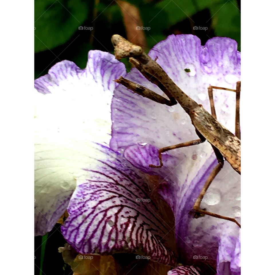 Walking around outside after a rain and seen this little guy sitting on my iris.