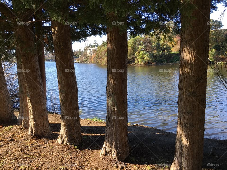 View through the trees 