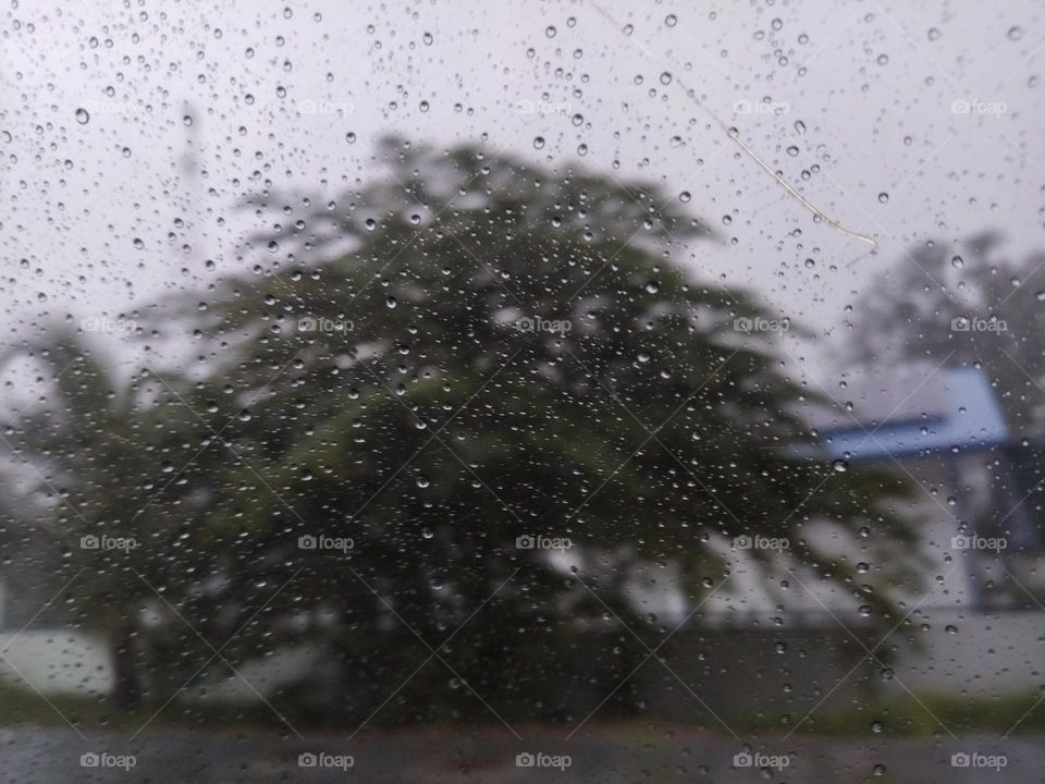 A tree is seen through the glass window of a car which is covered with rain drops