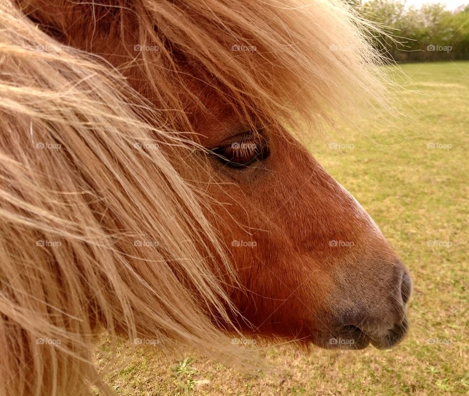 cute Shetland pony