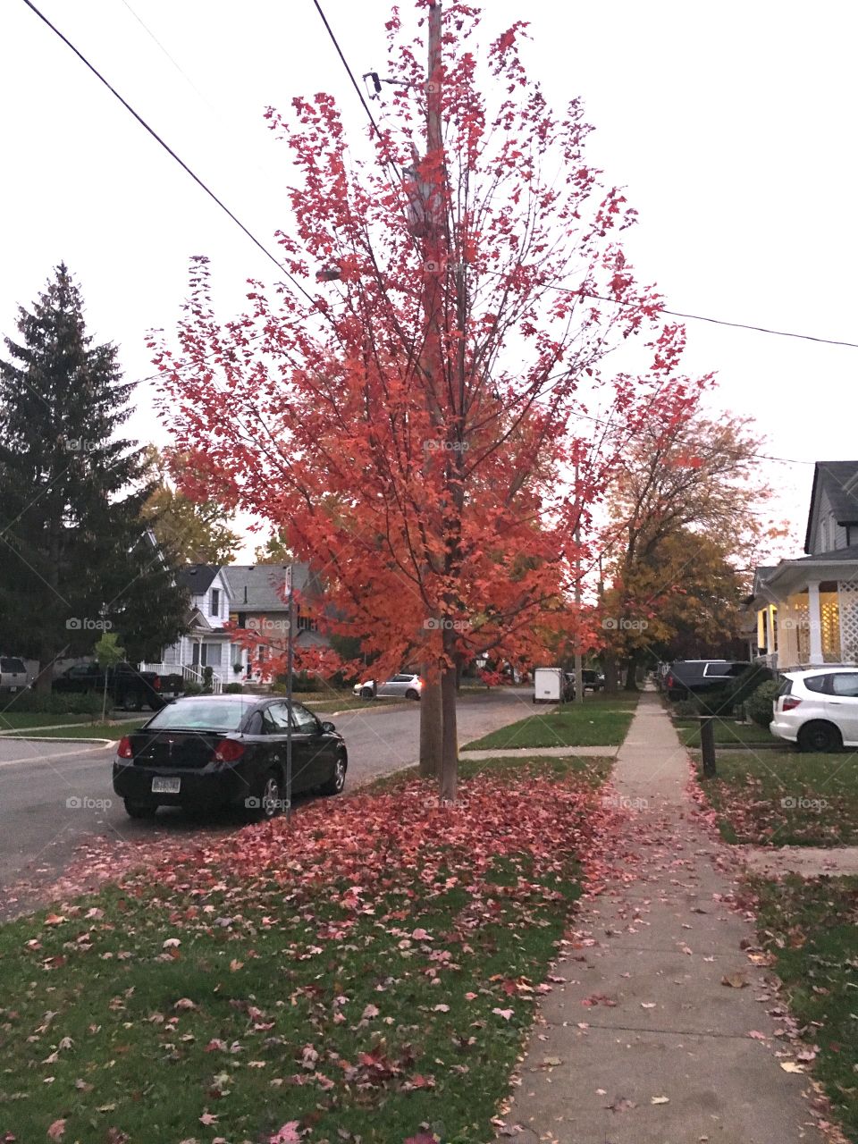 Beautiful  bright pink and red leaves fall from the tree. This autumn has been so unique and the trees are showing us that. 