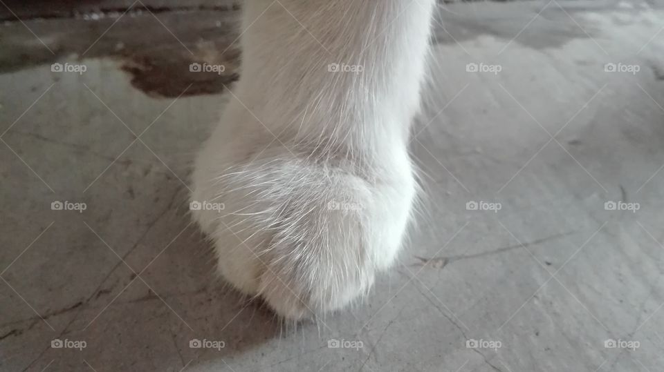cat's paw