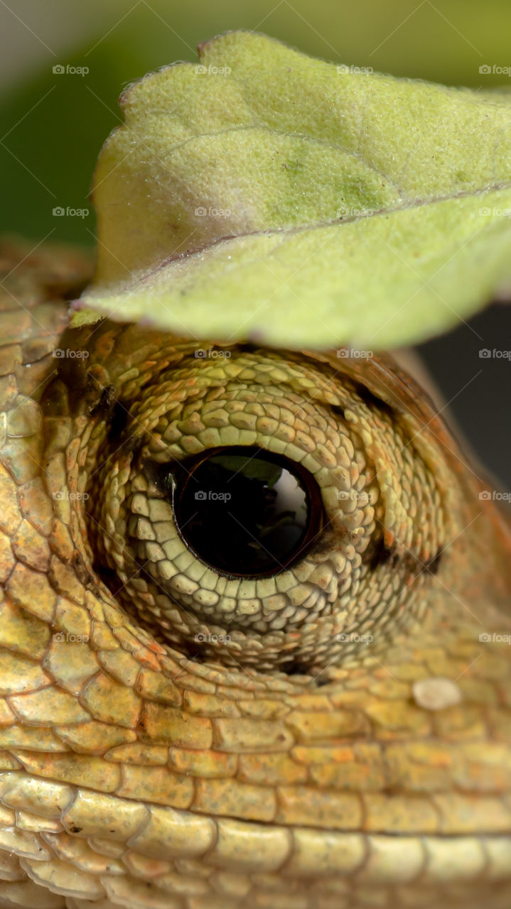 Chameleons or chamaeleons (family Chamaeleonidae) are a distinctive and highly specialized clade of Old World lizards with 202 species described as of June 2015. The eyes of the chameleon provide 360 degree vision due to unique eye anatomy.