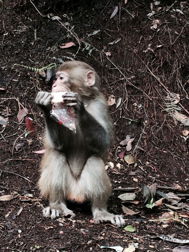 Wild Monkey