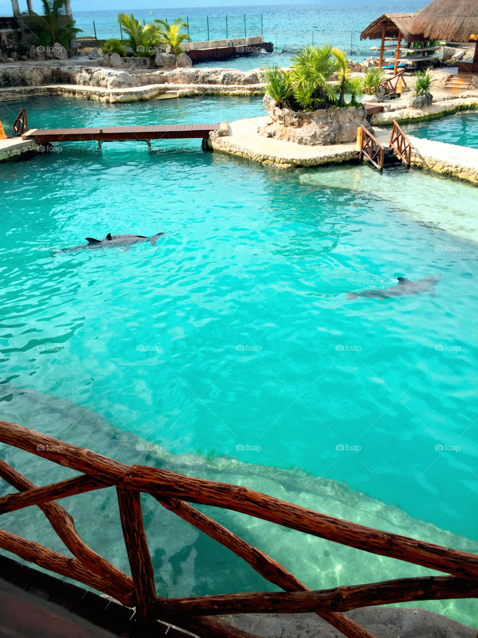 Dolphins in Mexico