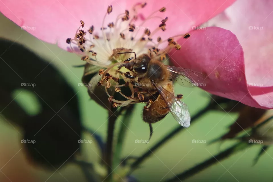 Bee about to leave it’s flower