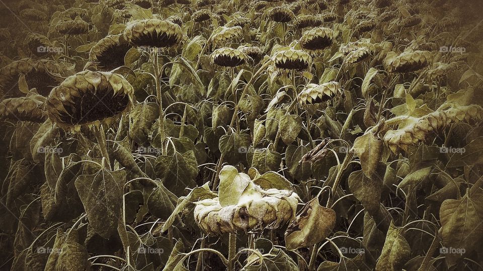 sunflowers