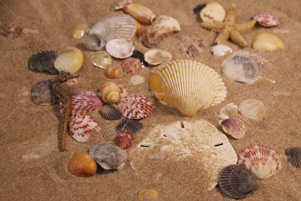 assorted seashells in the sand with a seahorse, starfish, and sand dollar