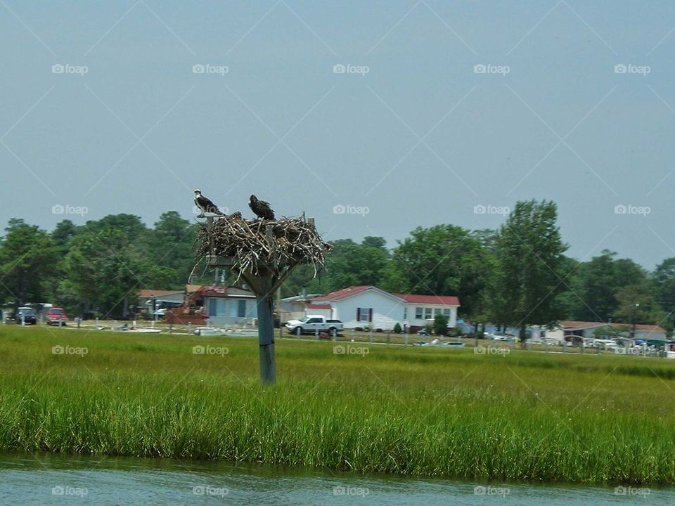 osprey nest