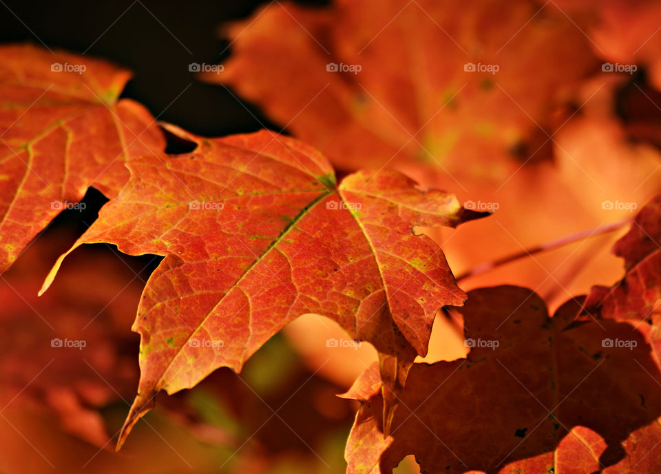colorful Fall