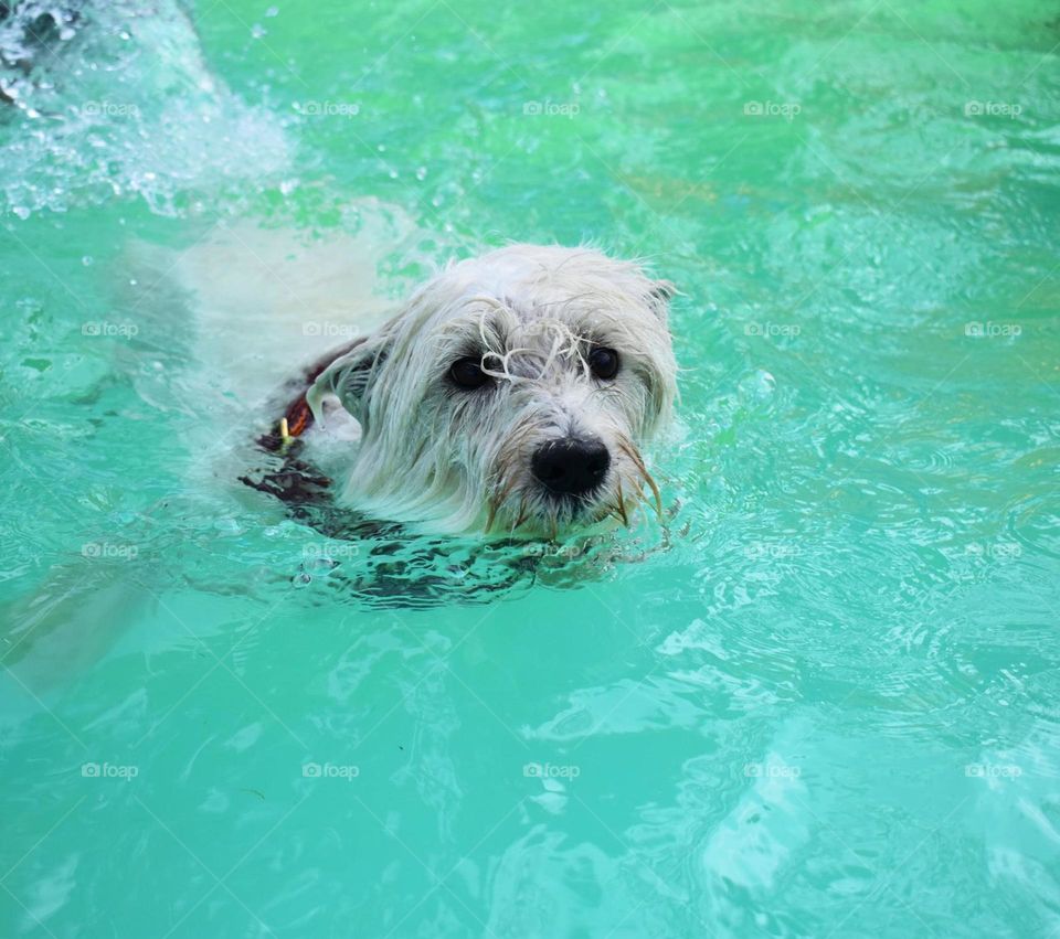 Perro blanco nadando 