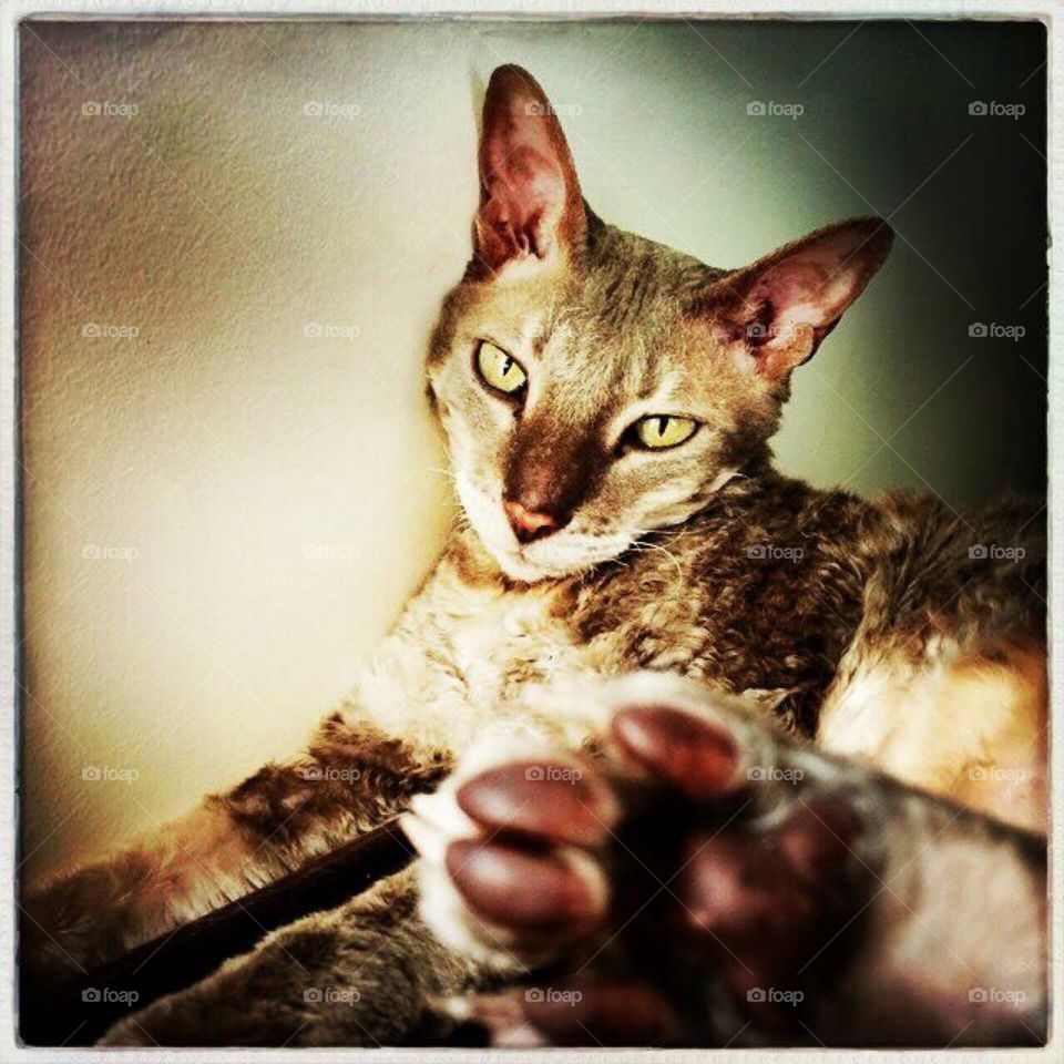 Chloé - Cornish Rex