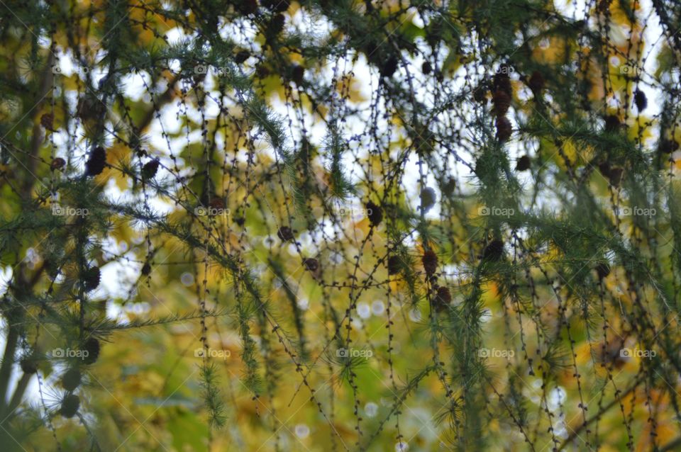 Autumn cones