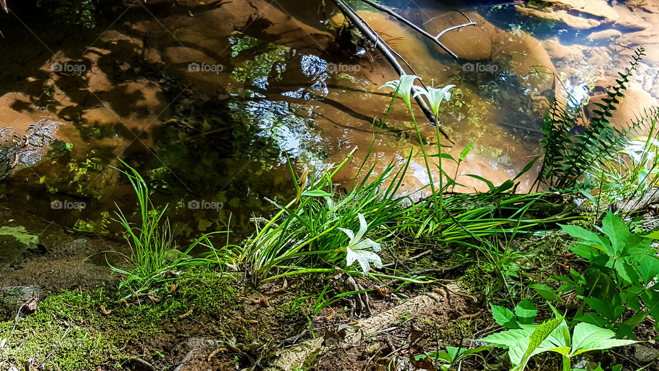 Spring Stream- A glassy clear little stream along the trail.