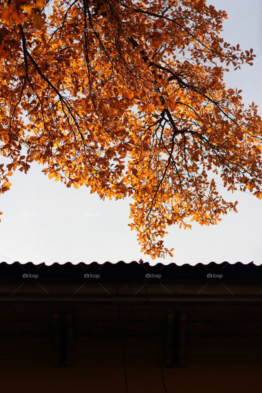 Oak with yellow foliage over the roof of an old house in autumn against a blue sky