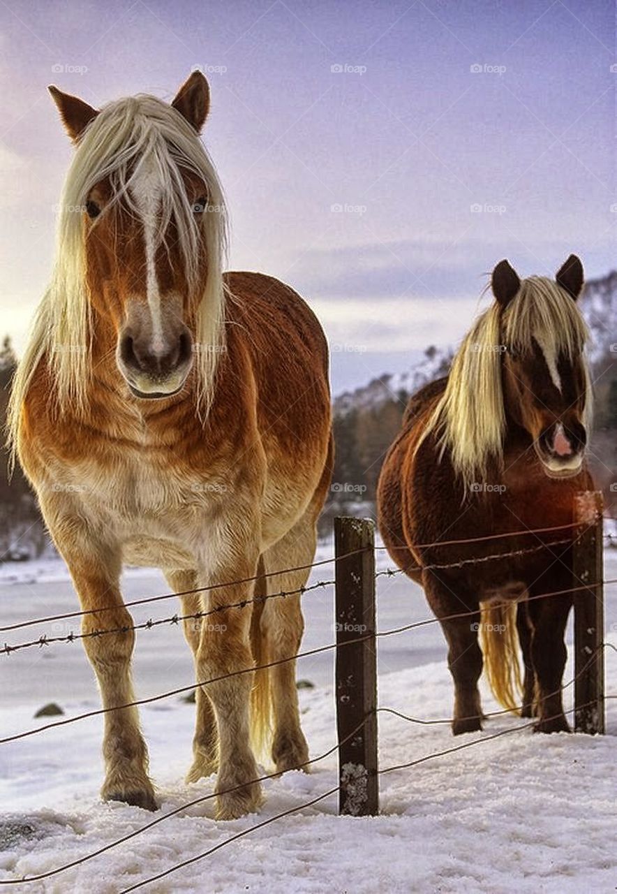 winter horses
