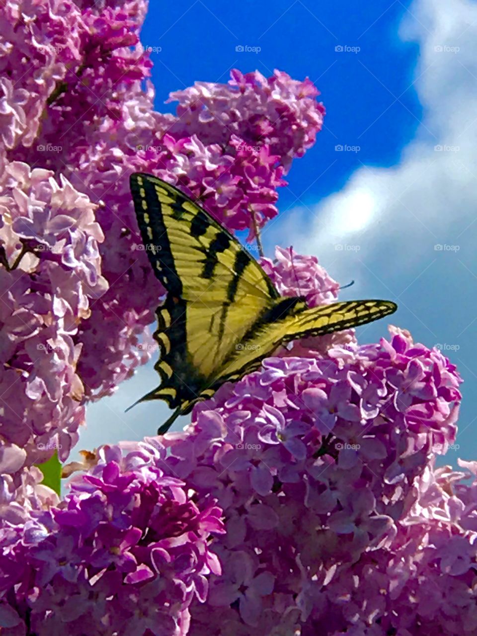 Lilacs & Butterfly 