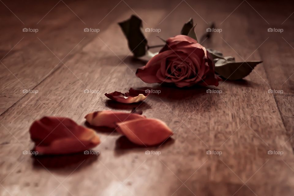 No Person, Still Life, Rose, Flower, Wood