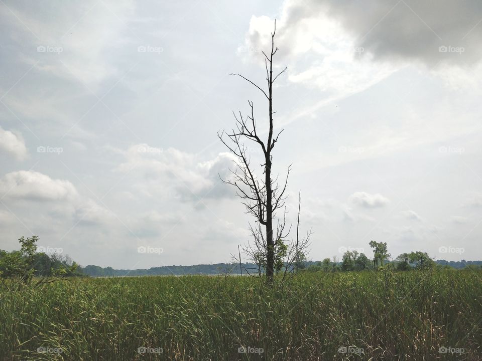 solitary tree growing in a Marsh next to a Lake.