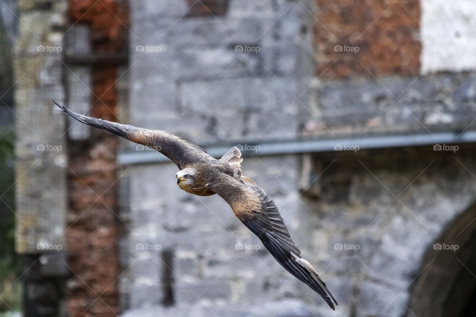 A portrait of a bird of prey soaring through the air, planning its next attack and looking for its next prey or looking for a place to land.