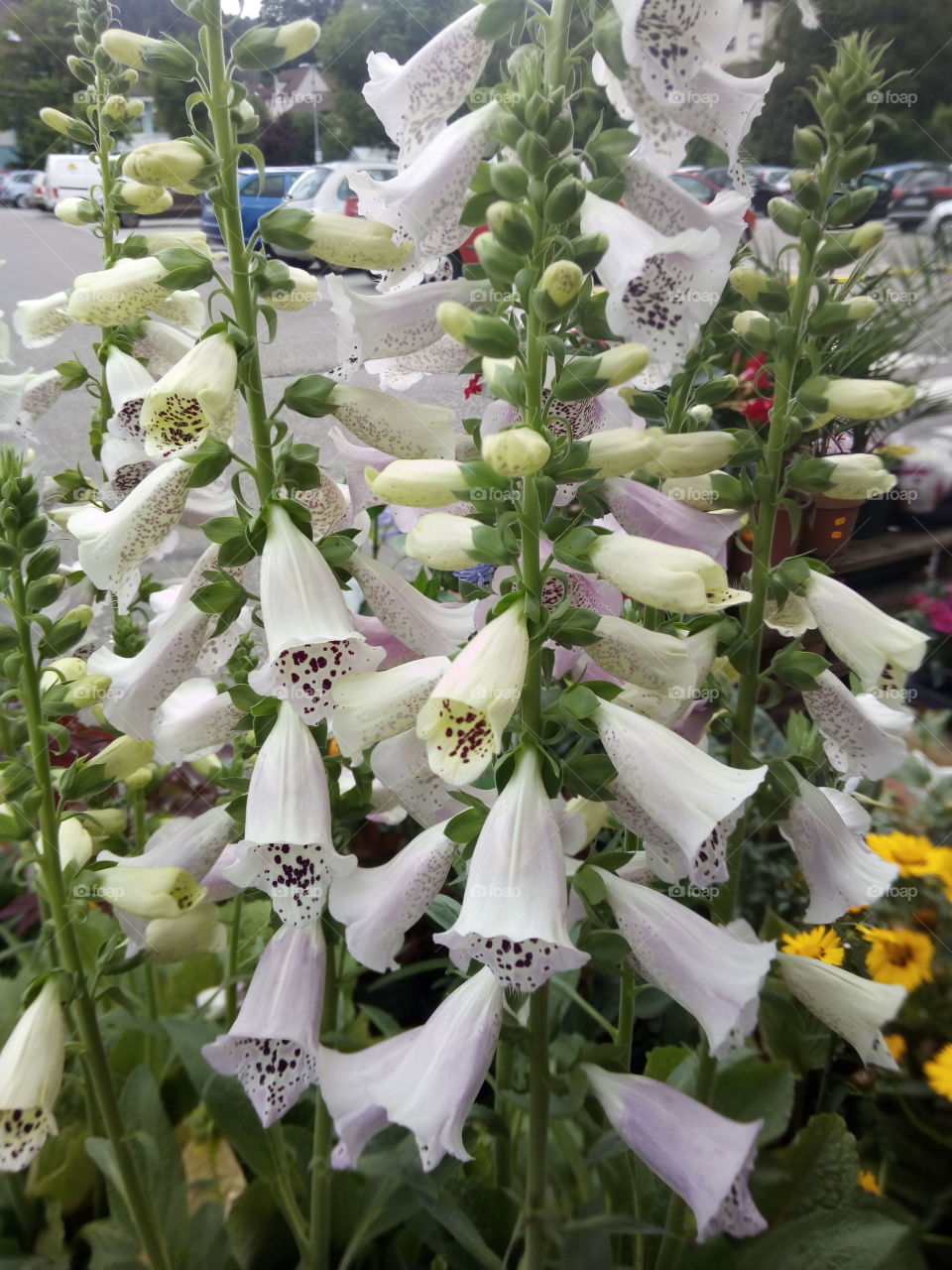 Flowers of the black forest