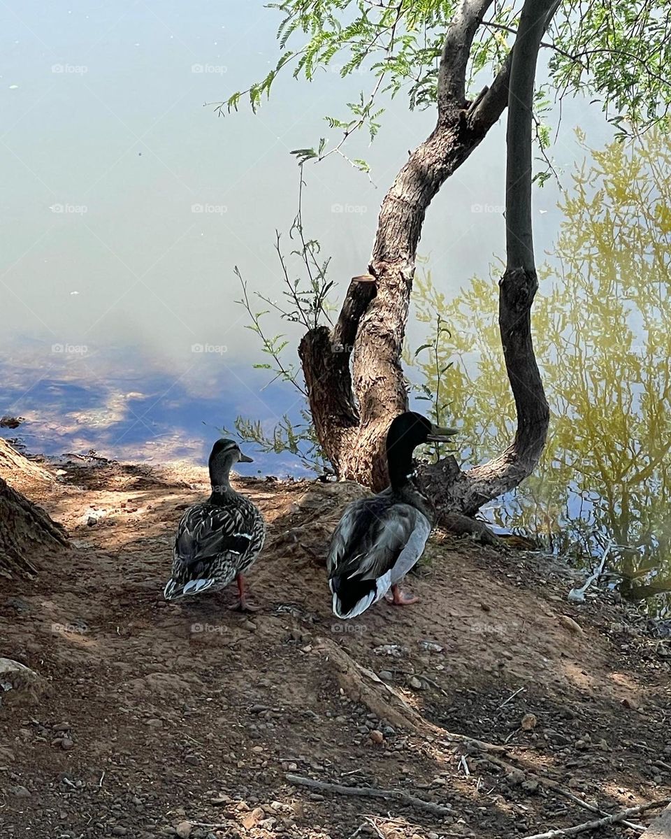 Combination of life forms in harmony.