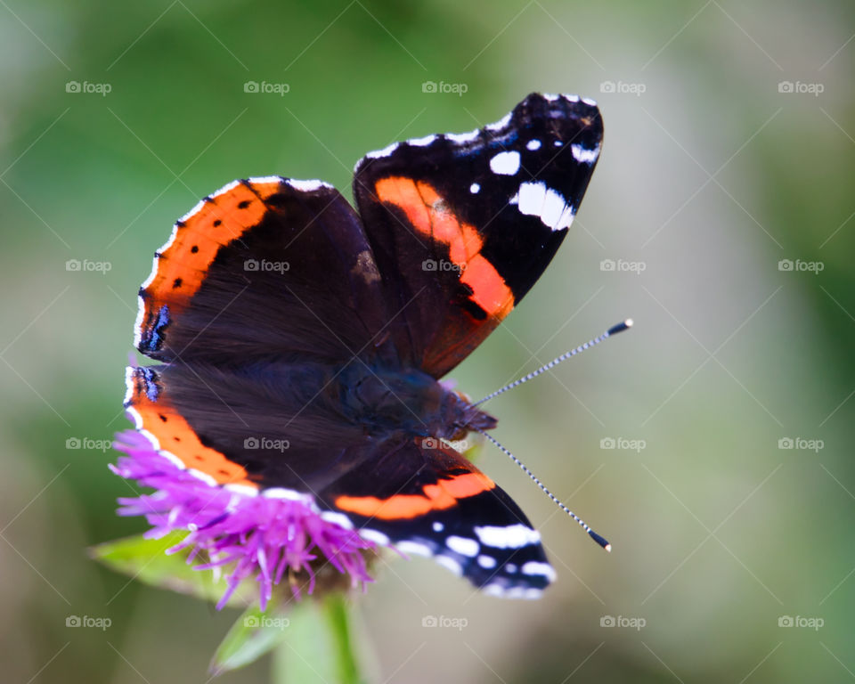 Red admiral butterfly close up