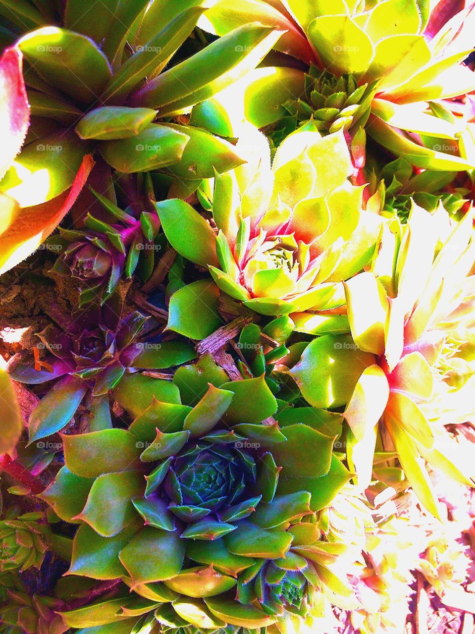 Flower, Color, Desktop, Nature, Decoration