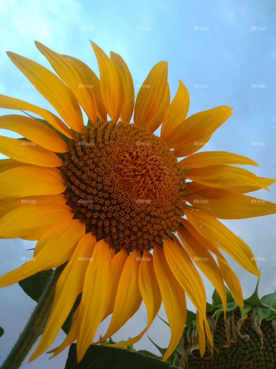 Sunflower!