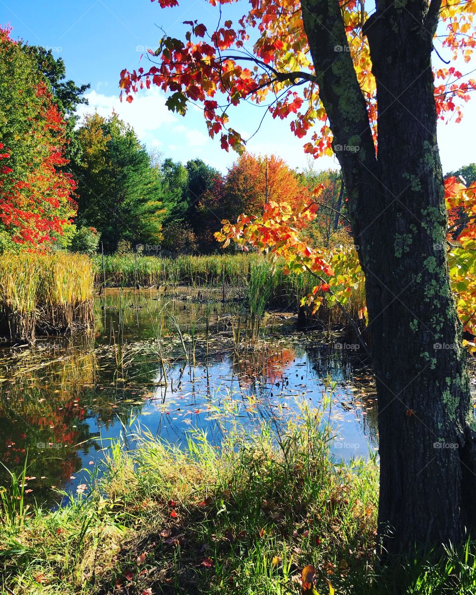 Fall day