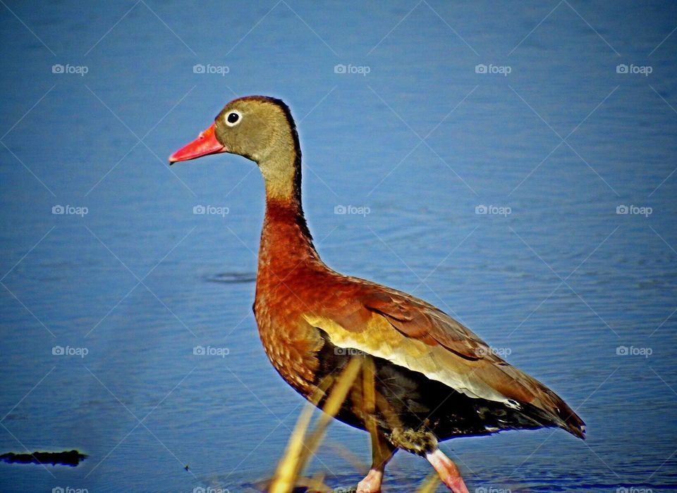 Black bellied whistling duck. Duck in the golden hour