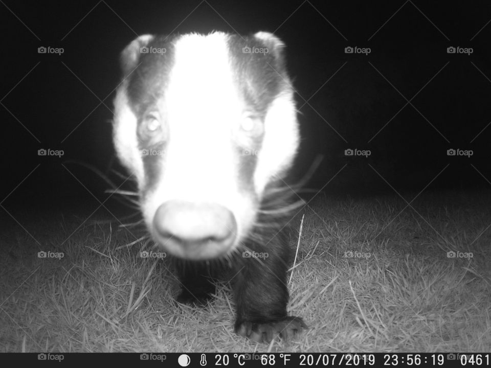 Badger cub 