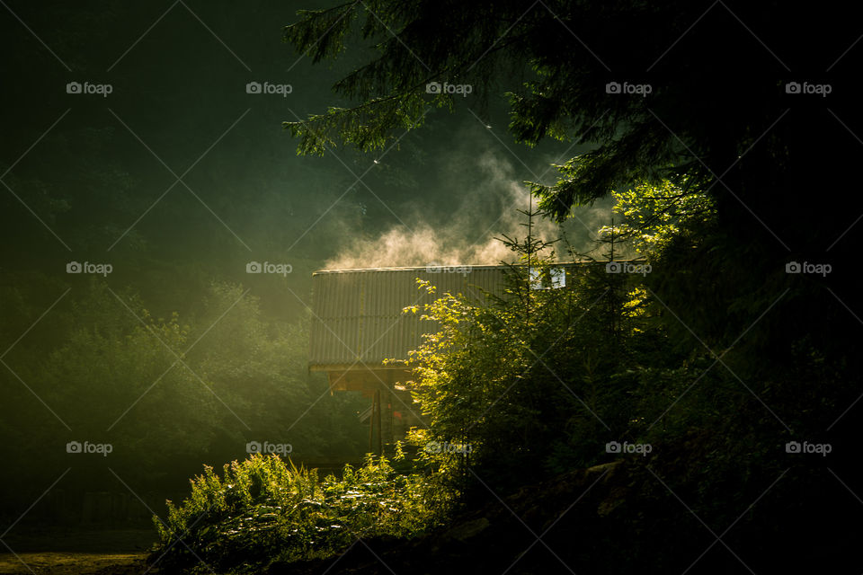 Tree, Landscape, Fog, No Person, Mist