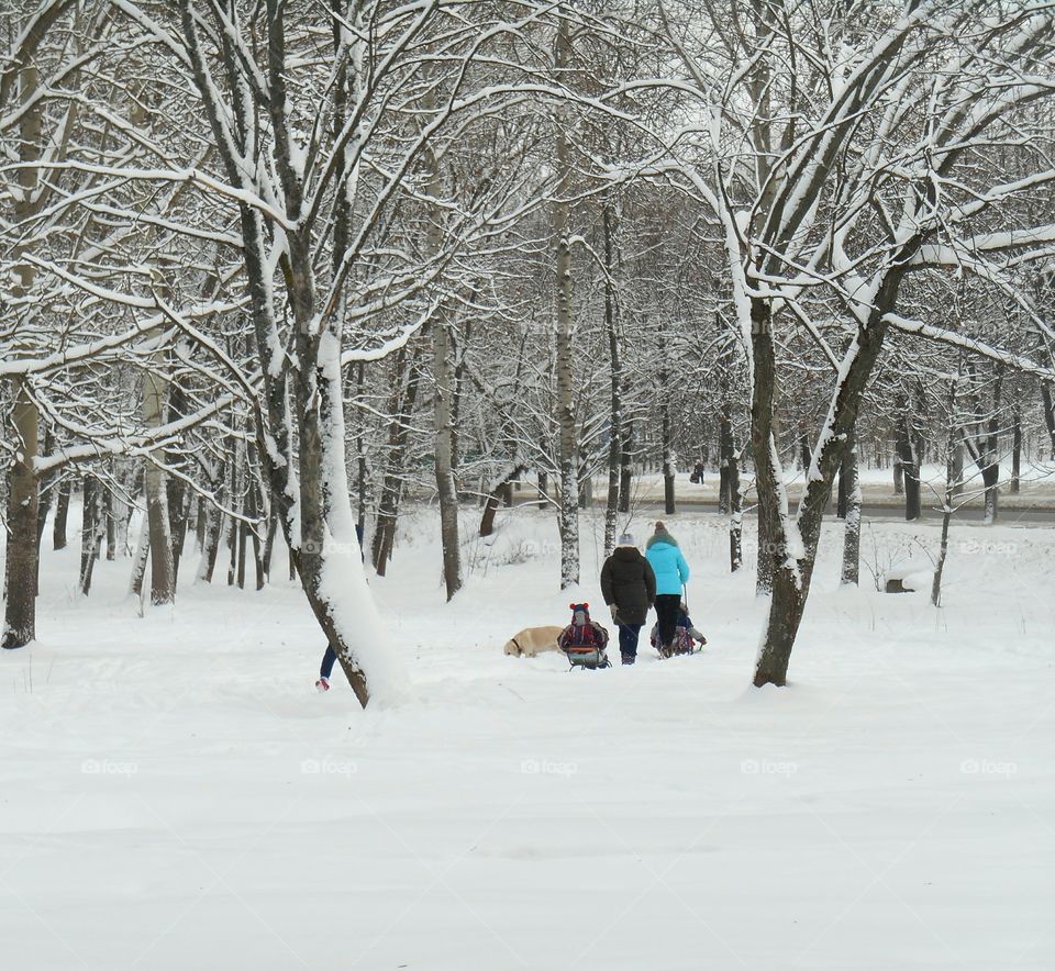 Winter, Snow, Cold, Weather, Ice