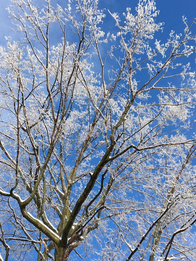 Once upon a maple tree... crystal branches after freezing rain