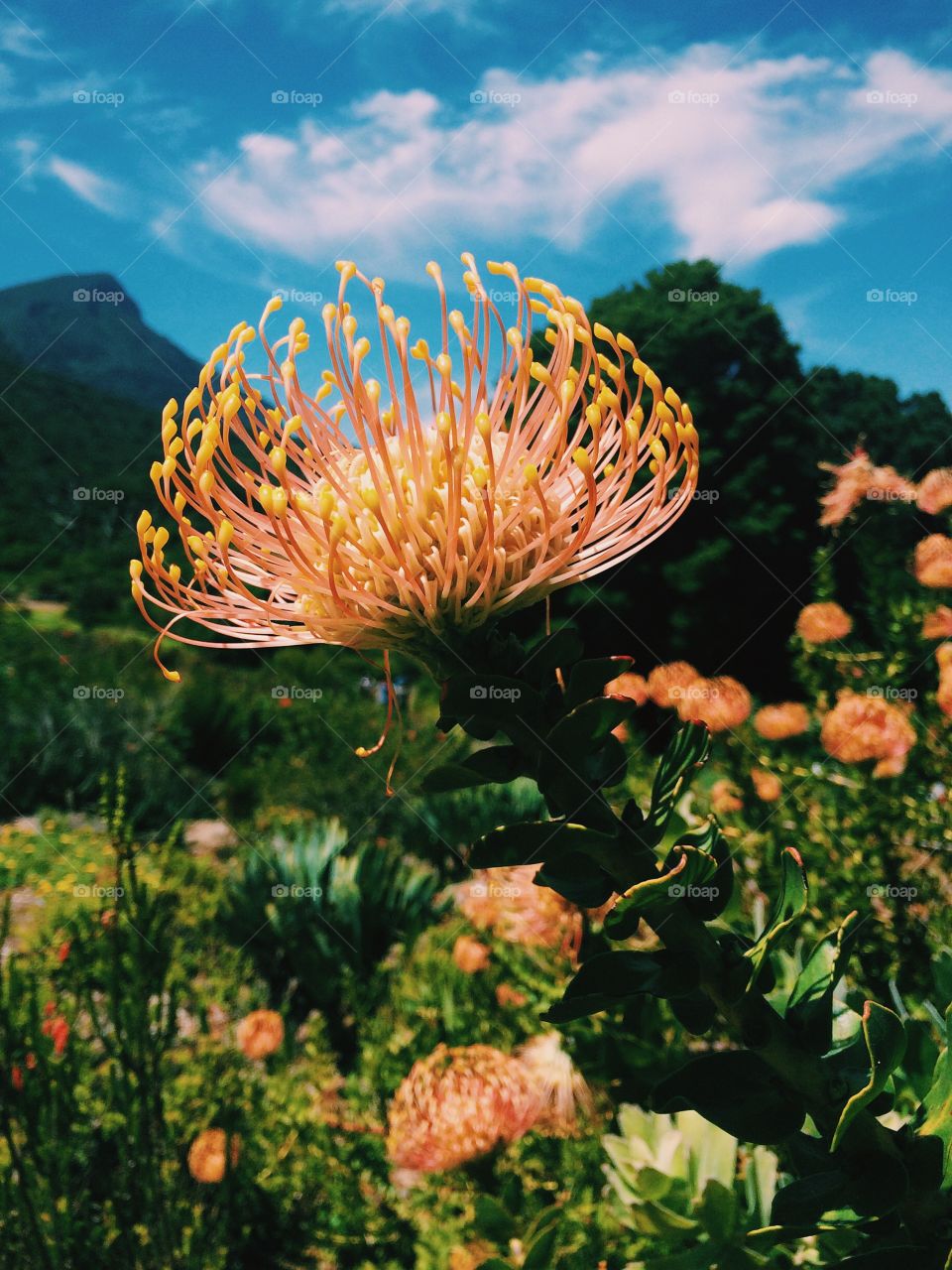 Protea in Kirstenbosch. Southafrica.