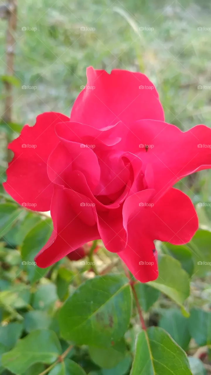Red rose