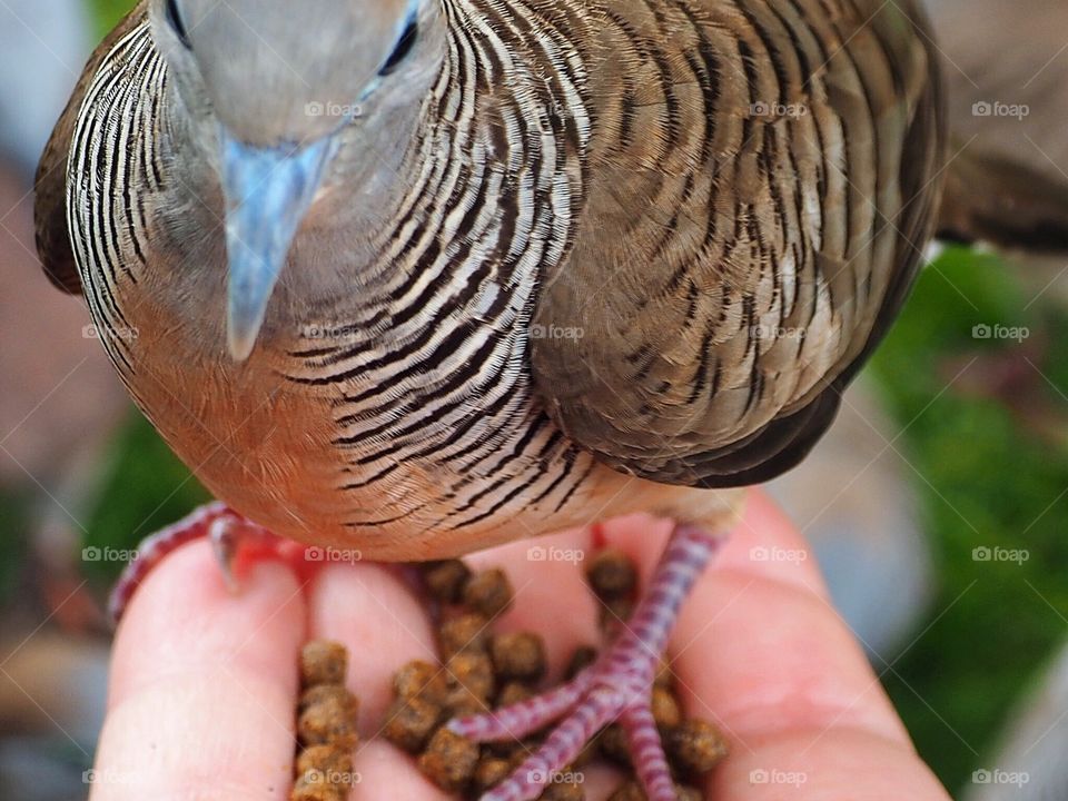 Hungry. Feeding birds at Valley of the Temples, and this one decided he was going to perch on my hand.