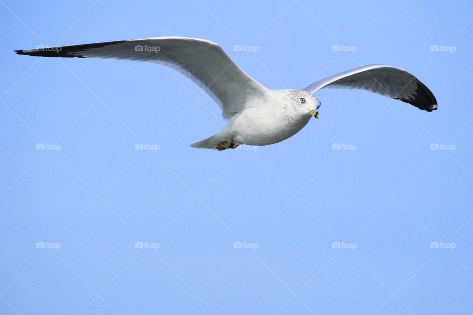 Seagull against a Clear Blue Sky