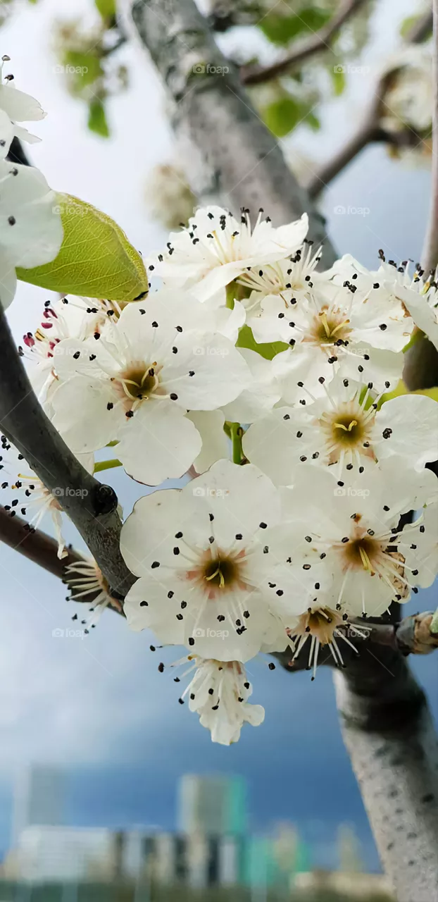 flowers