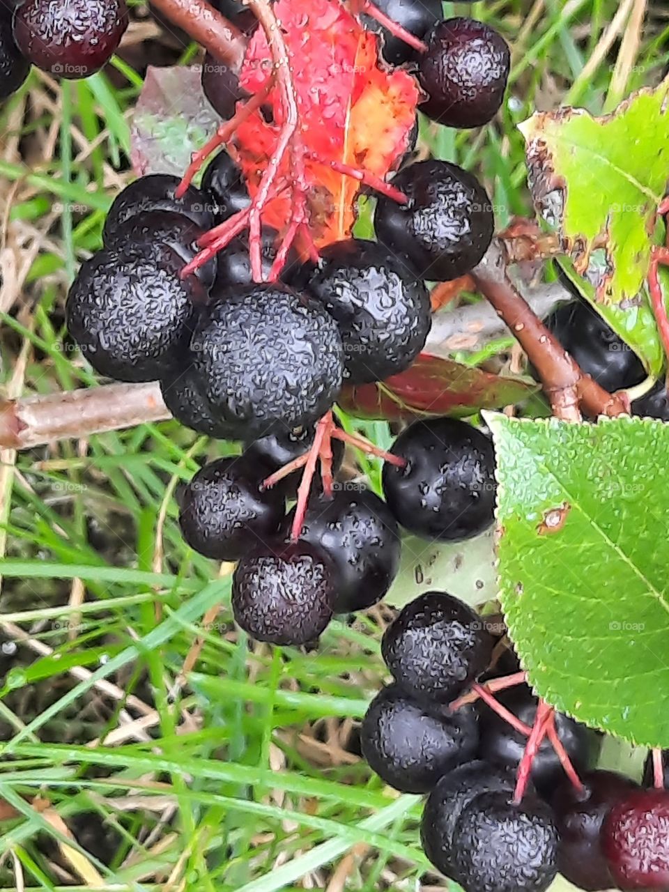 aronia berries and changing colour leaves  after rain