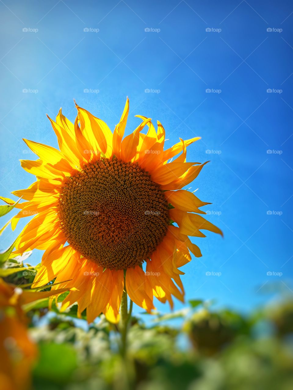 sunflower field☺❤
