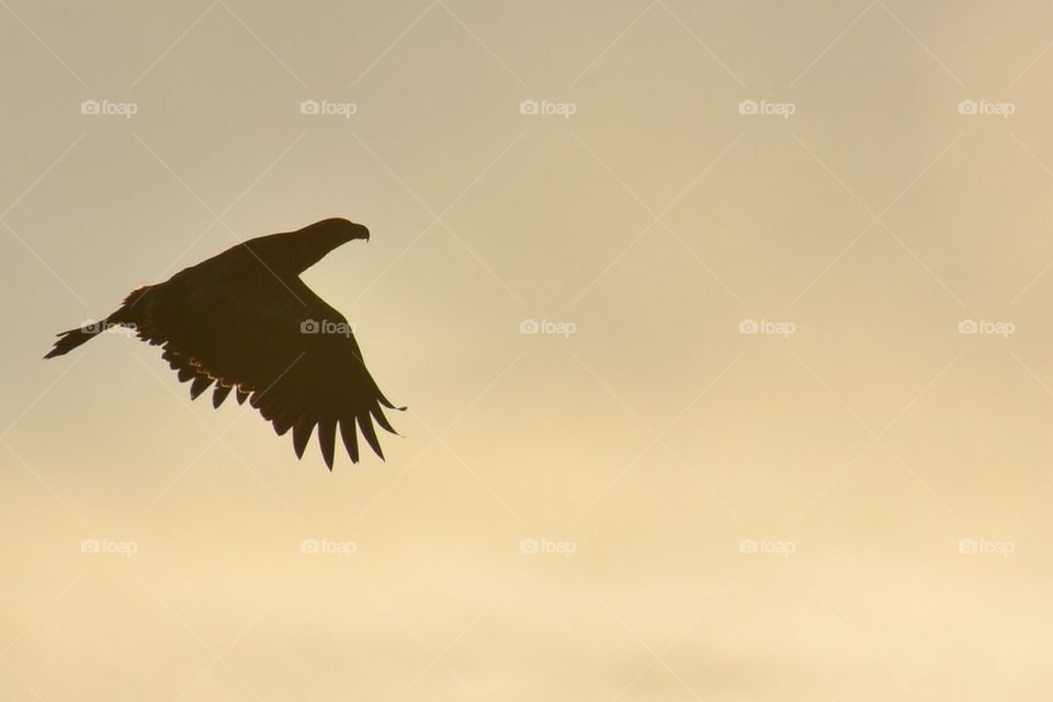 Golden Eagle Soaring