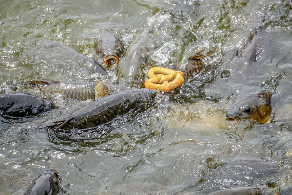 fish and a pretzel