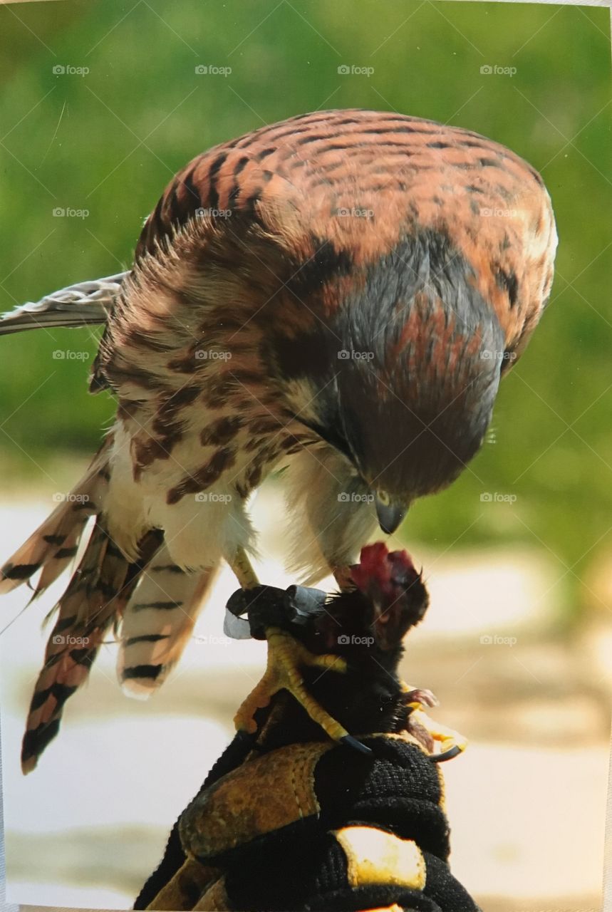 Close up with a kestrel 