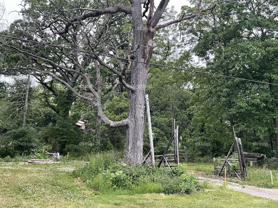 Tall dry tree in mysterious setting
