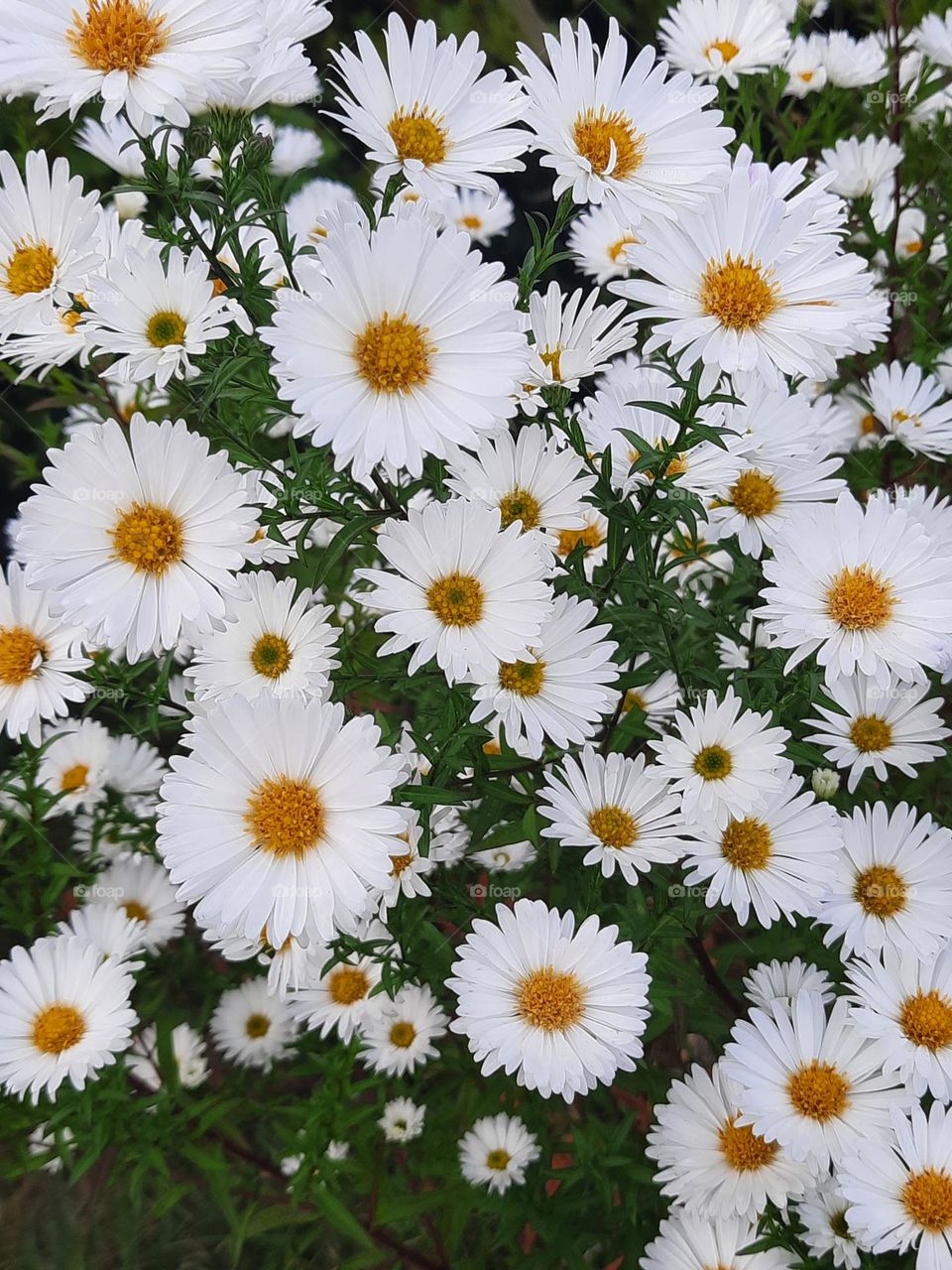 white asters on the meadow