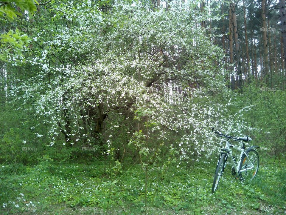 Nature, Tree, Landscape, Wood, Park